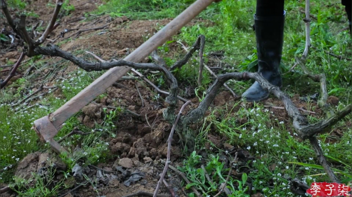 【美食】李子柒liziqi的精彩时刻 20210228 22点场