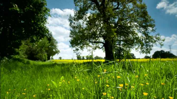 mixkit-countryside-meadow-4075