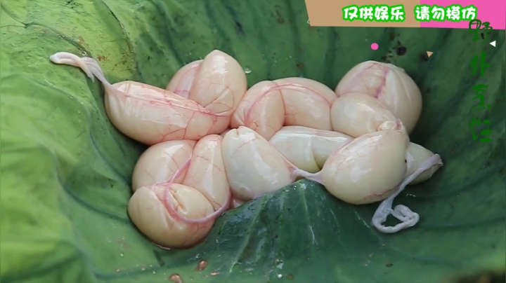 《姐妹花儿野外美食》17_泰国妹子真是彪悍，人工养殖的“大虫”比妹子都高，请勿模仿