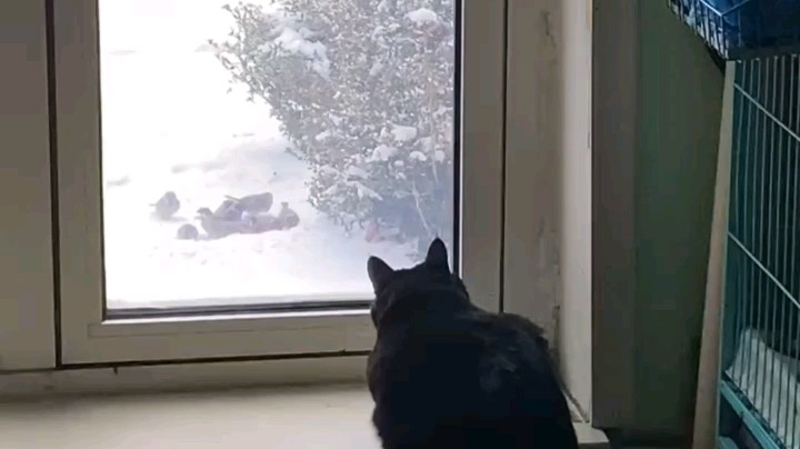 这猫是不是不爱我了[鲨鱼心碎]