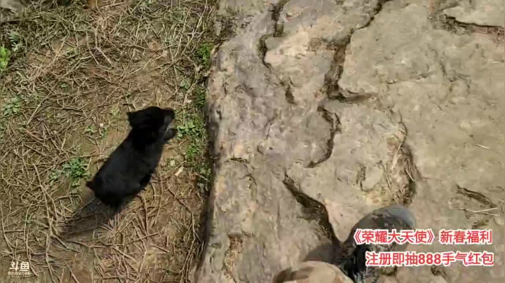 【2021-03-01 14点场】川味箩卜：【金鱼奖】今日春光明媚！！