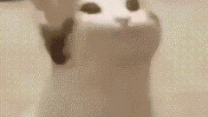 视频1