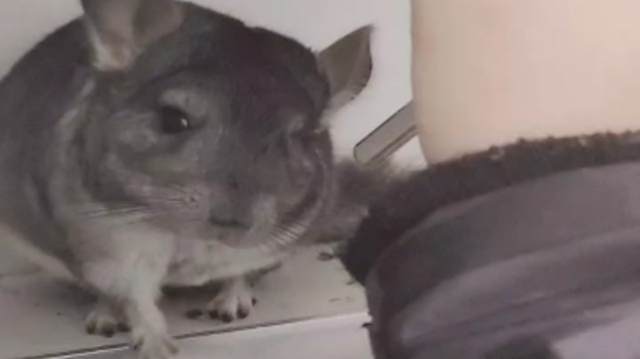 铁憨憨把自己水壶咬坏了，只能人工补水了[鲨鱼欠揍]