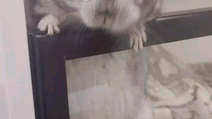 特爱吃瓜子的灰灰