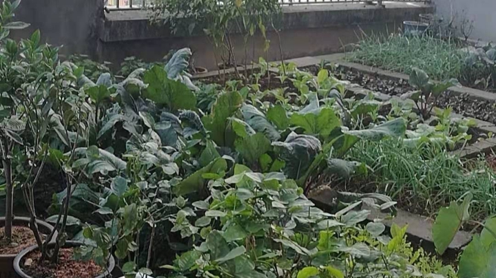 整理一下屋顶上菜园