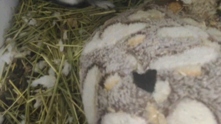 一天不在家，饿坏了