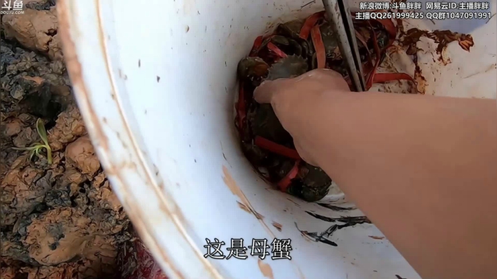我在斗鱼看胖胖灬直播英雄联盟