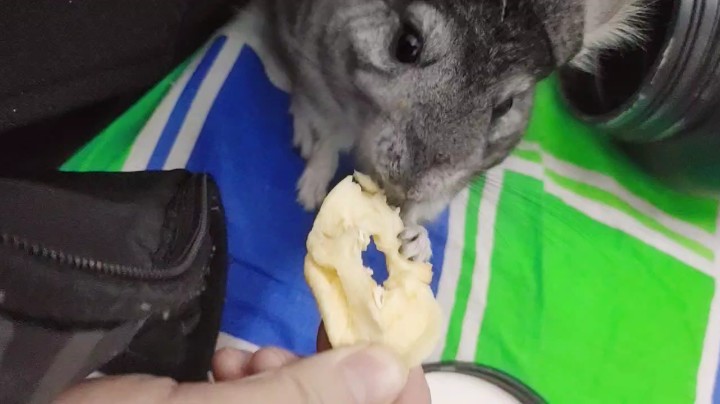 鼠口夺食!好气哦[鲨鱼偷笑]