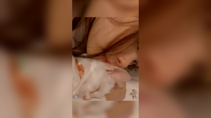 这是我的猫，Mayumi猫~睡得很香呢