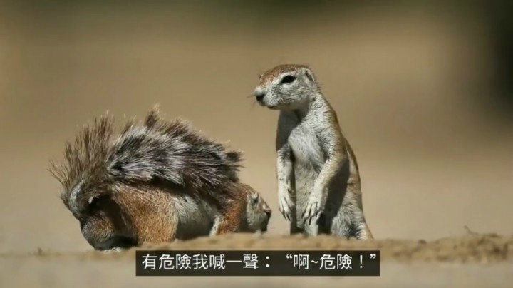 多米诺效应：合集07