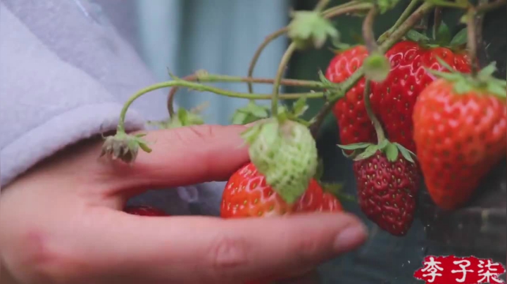 【美食】李子柒liziqi的精彩时刻 20210311 08点场