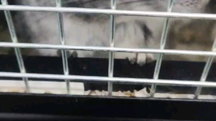 看看有没有长胖[鲨鱼反向烟]