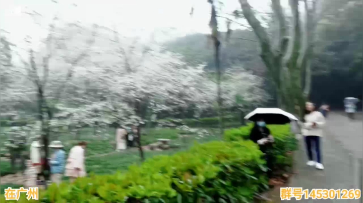 【2021-03-15 15点场】娇娇是美少女：娇娇:武大赏樱