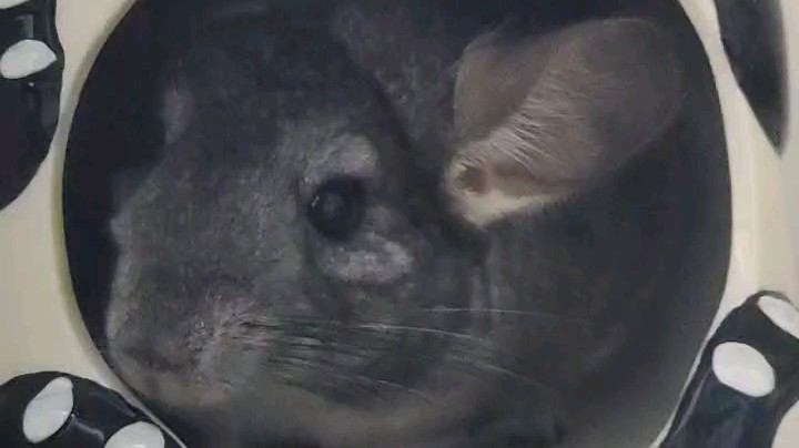 刚刚新到的屋子，天气升温了，买个降温房[鲨鱼宝宝]宠溺