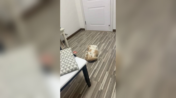给大家表演一个蠢猫翻身