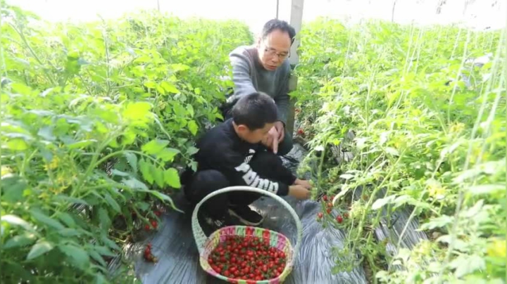 美丽乡村｜山东青岛平度市明村镇：樱桃西红柿托起农民致富梦