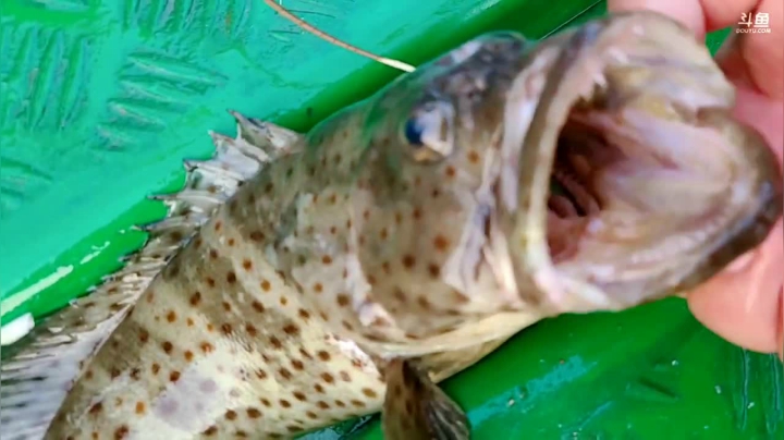 【2021-03-12 18点场】洪湖小肖：洪湖小肖的直播间