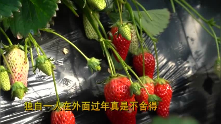 微视频·家书｜山东青岛平度市白沙河街道西店后村白学森：新鲜草莓“寄”相思