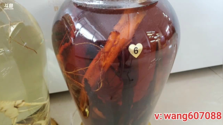 我在斗鱼看中华人参王直播户外
