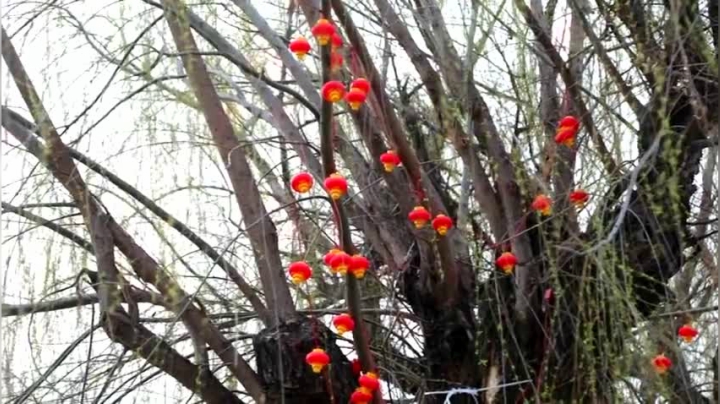 山东相册｜青岛平度市：芳菲满园柳芽醒 春意正浓醉人心