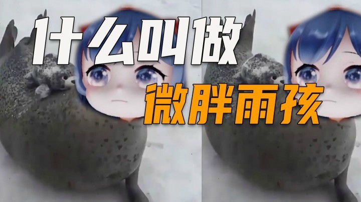 【一条小团团】什么是微胖雨孩？