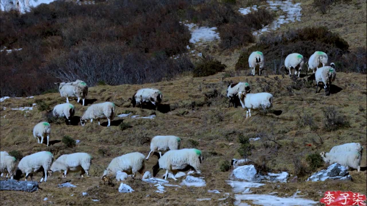【美食】李子柒liziqi的精彩时刻 20210325 16点场