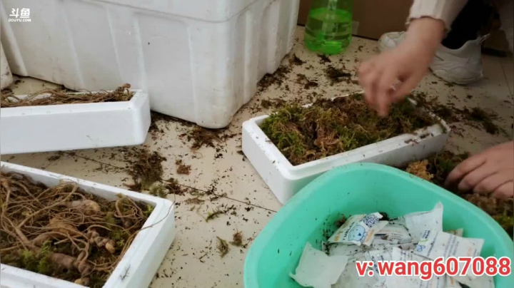 我在斗鱼看中华人参王直播户外