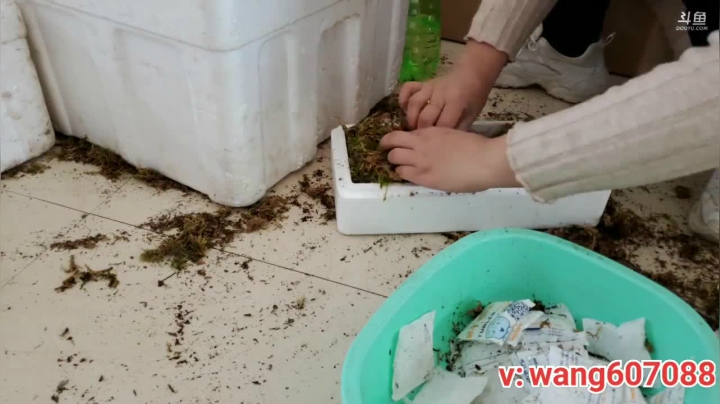 我在斗鱼看中华人参王直播户外