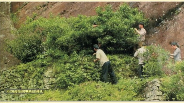 千姿百态乌龙茶之武夷岩茶