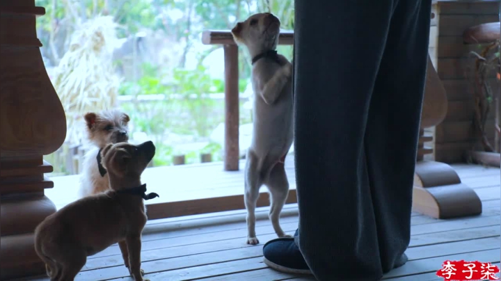 【美食】李子柒liziqi的精彩时刻 20210327 00点场