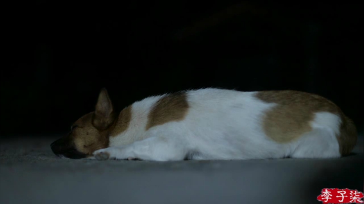 【美食】李子柒liziqi的精彩时刻 20210329 08点场