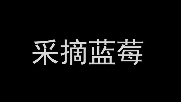 采摘蓝莓