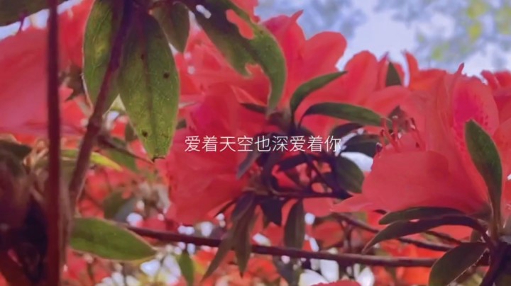春天的花花