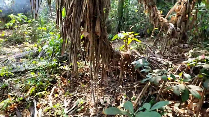 【2021-03-31 15点场】魅力生活i：海岛不带食物跟水24小时直播