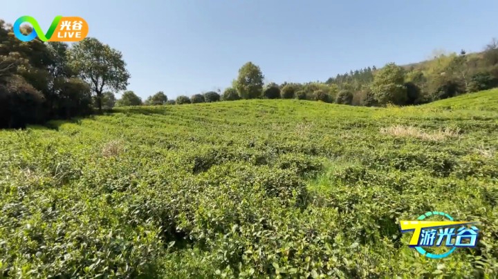 第三十八周T游光谷之大长山茶场0331