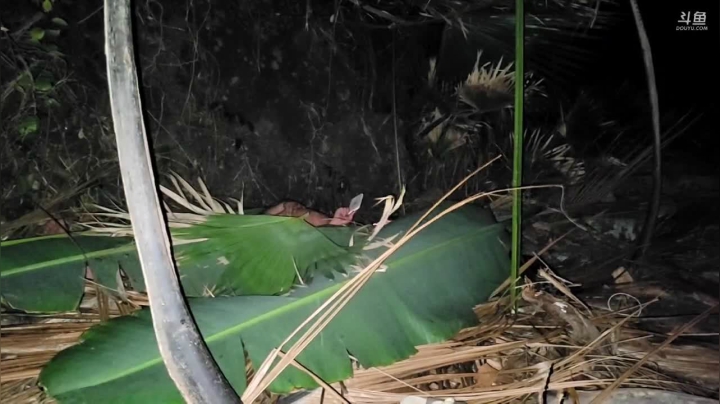 【2021-04-01 01点场】魅力生活i：海岛不带食物跟水24小时直播