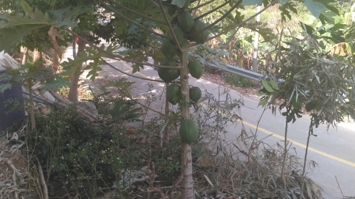 采集材料准备建土楼