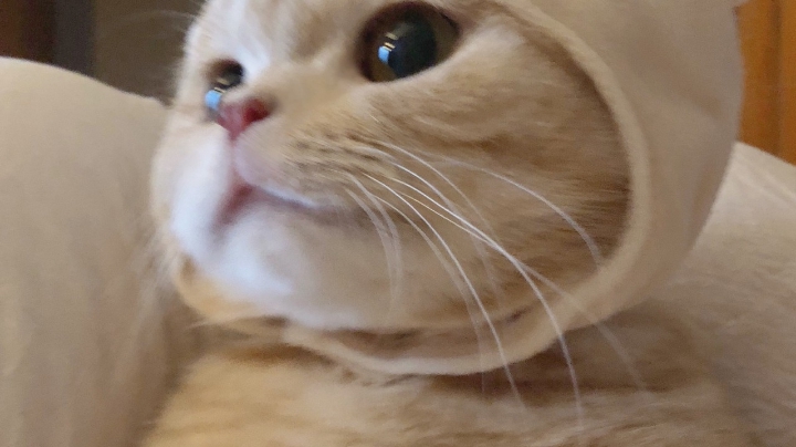 青铜上王者的第八天
