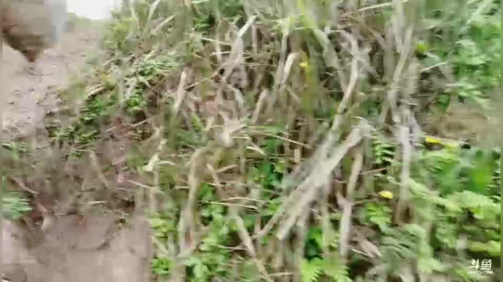 【2021-04-02 07点场】骚冉丶：重庆野王成长记
