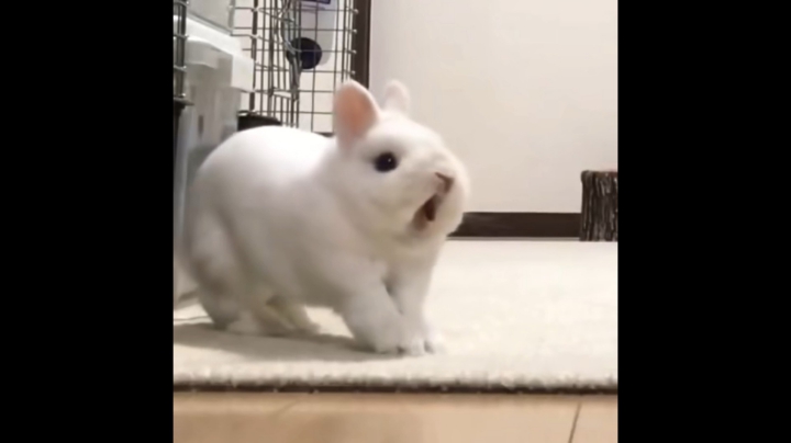菜狗日记