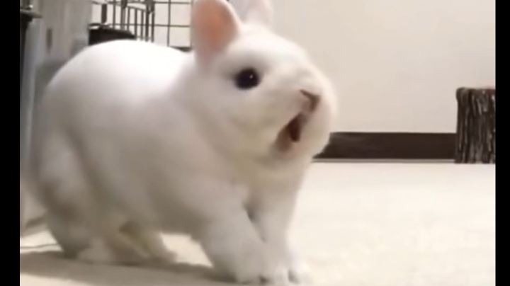 菜狗日记
