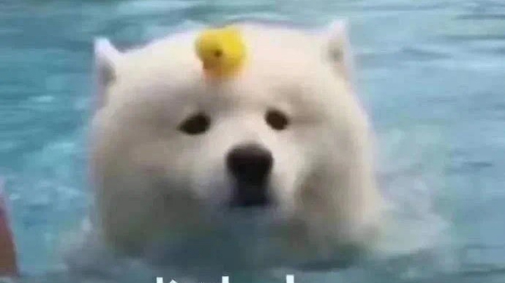 菜狗日记