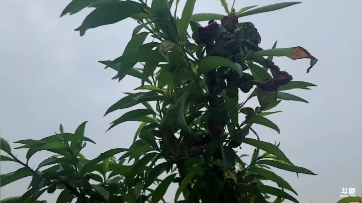 【2021-04-06 11点场】川味箩卜：明天出发西藏！