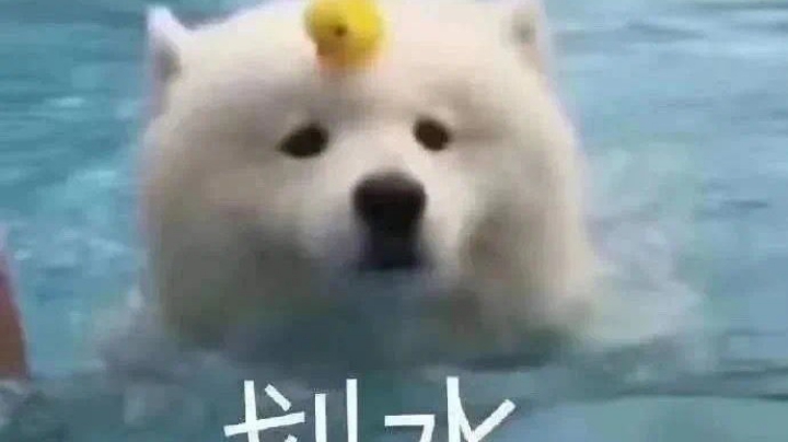 菜狗日记