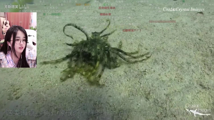 我在斗鱼看菠萝赛东直播二次元