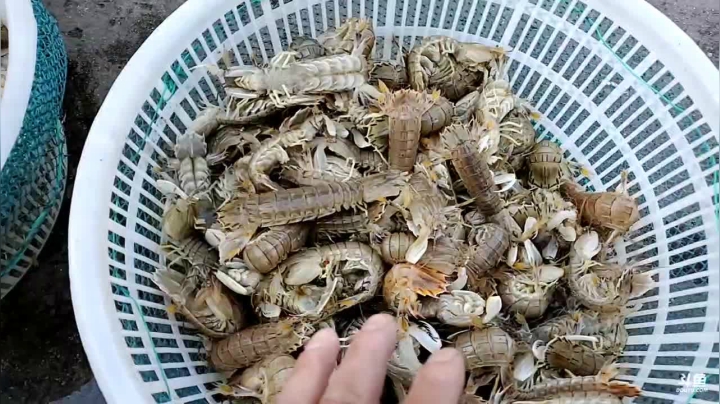 【2021-04-08 16点场】威海大叔：风里雨里！海鲜走起！