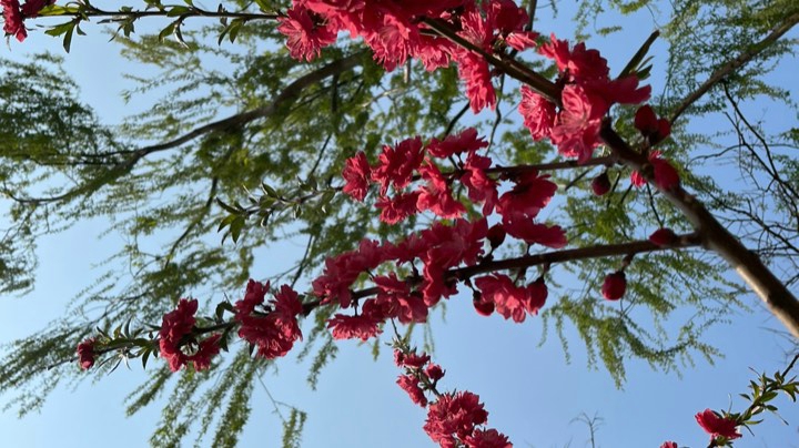 花姐花姐我爱你