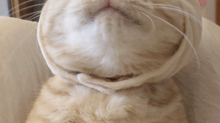 王者