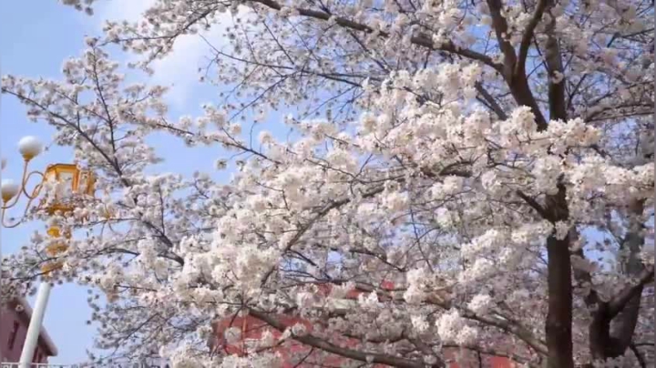 校园文化｜山东省平度第一中学：花儿与少年