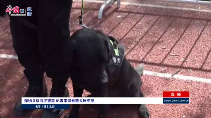 【2021-04-14 14点场】斗鱼综合：探秘北京海淀警营 记者带您看警犬展绝技